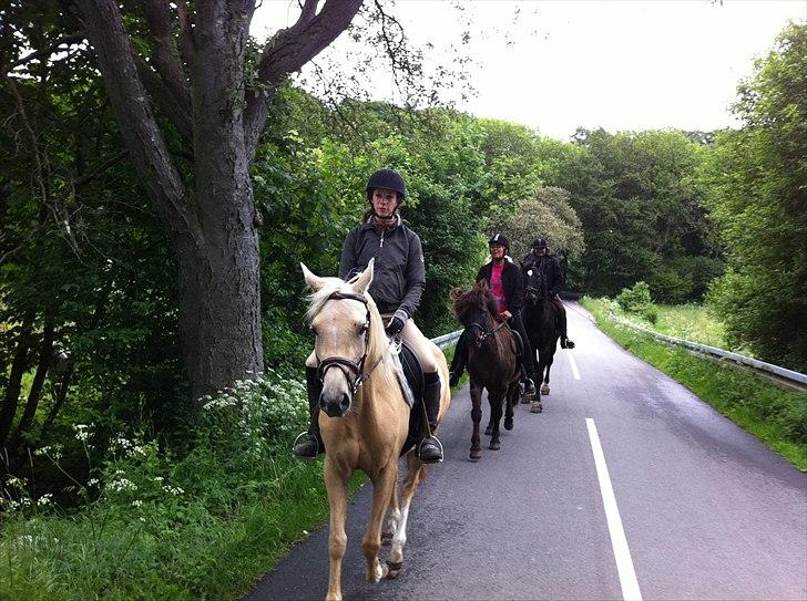 Palomino Vesterskovens chinira <3solgt<3 - i skoven med en masse andre som vi er med til en gang om mdr. billede 14