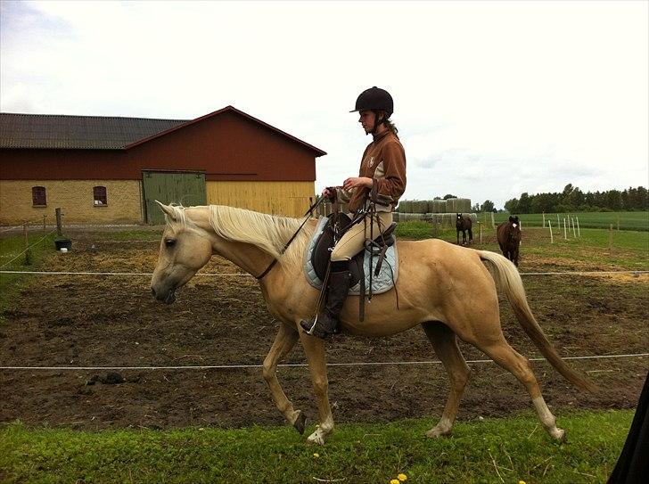 Palomino Vesterskovens chinira <3solgt<3 - på vej hjem skal vi lige havde luftet hovde billede 17