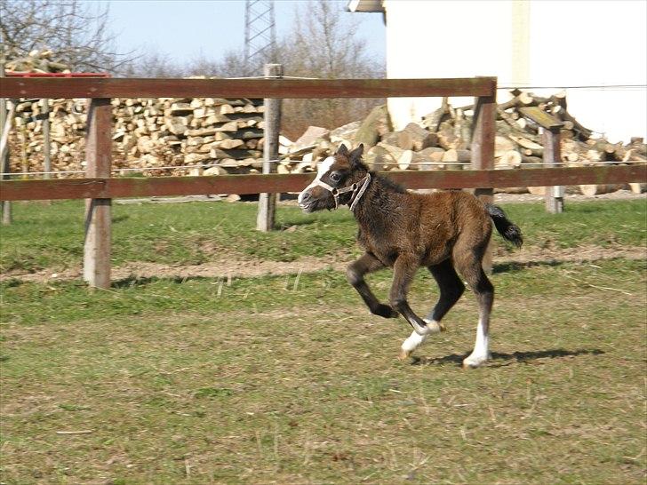 Welsh Mountain (sec A) Noerrelide´s Pretty Meri  R'I'P billede 2