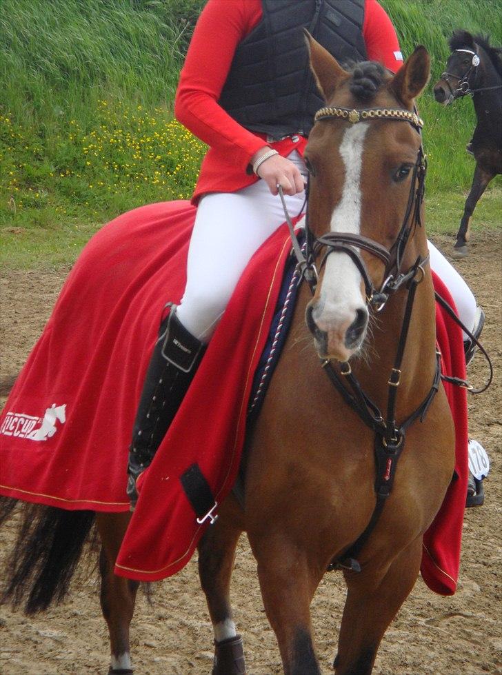 Anden særlig race Cappagh Unique - På opvarmningsbanen - Hillerød d. 28 maj 2011  billede 2