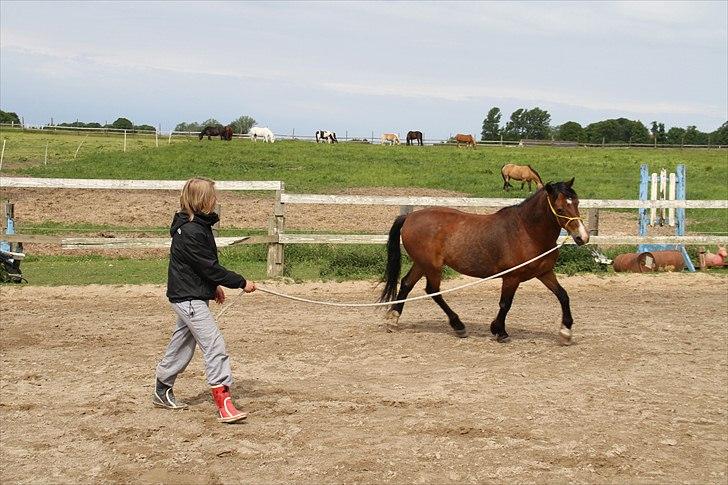 Anden særlig race Sheran - Longe <3 Foto: Lærke billede 16