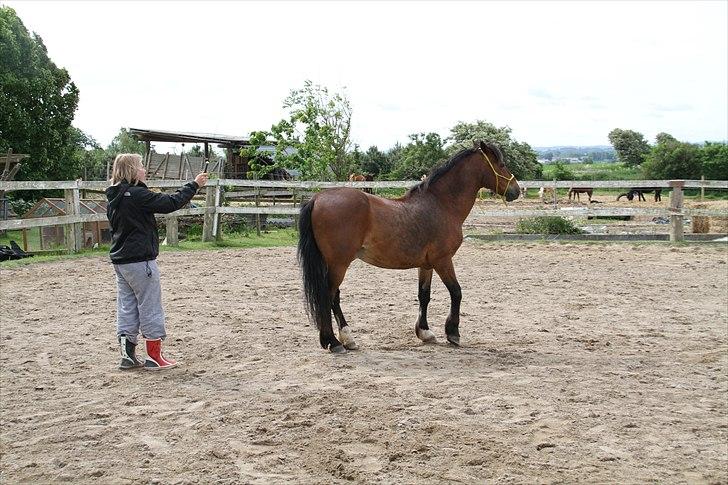 Anden særlig race Sheran - Bakke bagfra :) Foto: Lærke billede 17