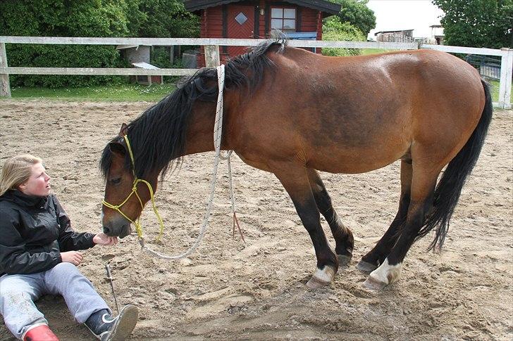 Anden særlig race Sheran - To geder.. <3 Foto: Lærke billede 18