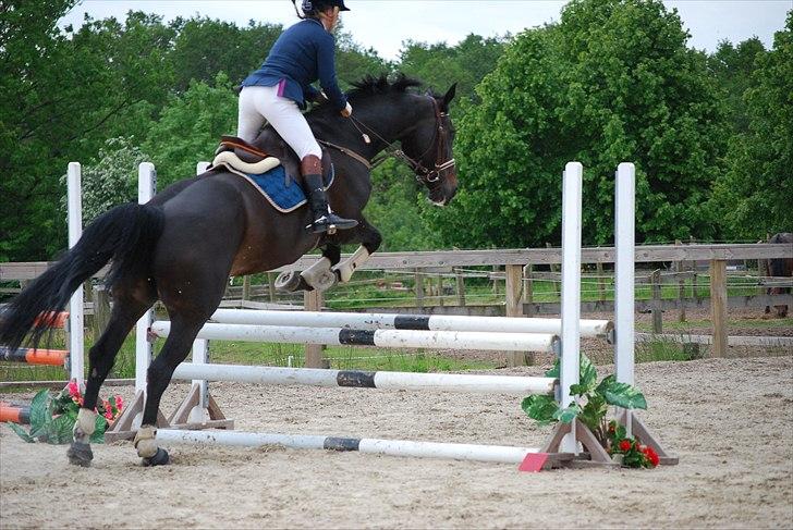 Dansk Varmblod Zenta - Trænings stævne  De vandt :D billede 14
