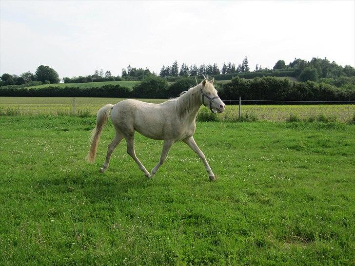 Palomino Stald Englunds Nadine billede 8