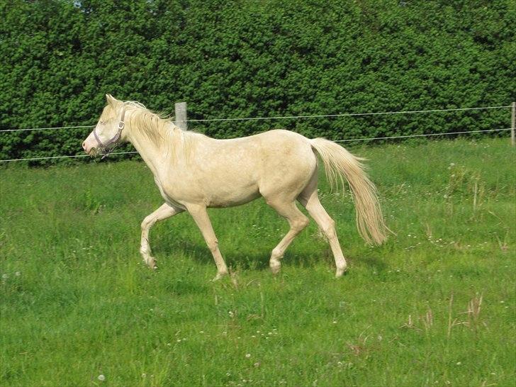 Palomino Stald Englunds Nadine billede 9