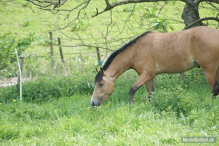 Welsh Partbred (Sec F) Tannes Bailey II blue..SOLGT - Bailey Maj 2011. Billedet er taget af Rikke Thomsen billede 19
