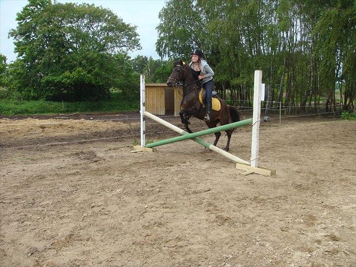 New Forest Bella - forever and a day.<3 billede 16