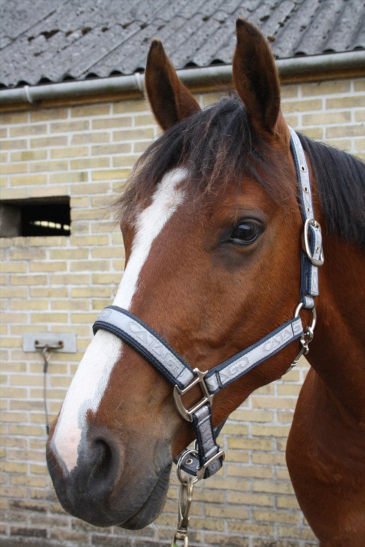 Anden særlig race Søndergårds Cavallie - Cavallie ;) billede 3