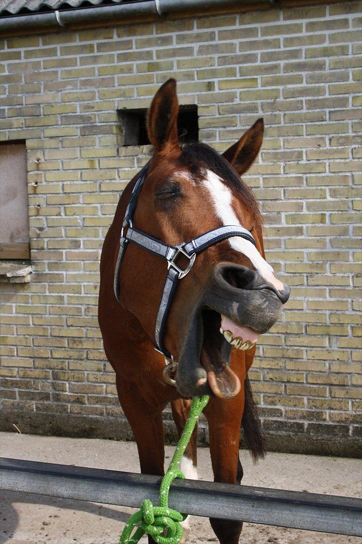 Anden særlig race Søndergårds Cavallie - Puha det er hårdt ;) billede 4
