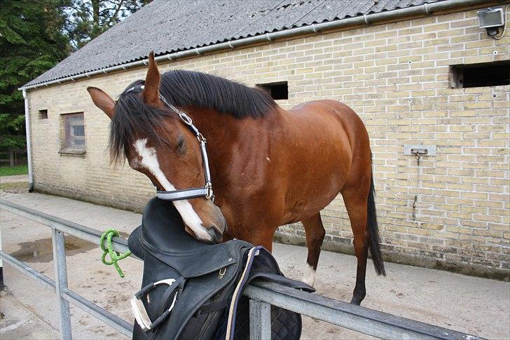 Anden særlig race Søndergårds Cavallie billede 11