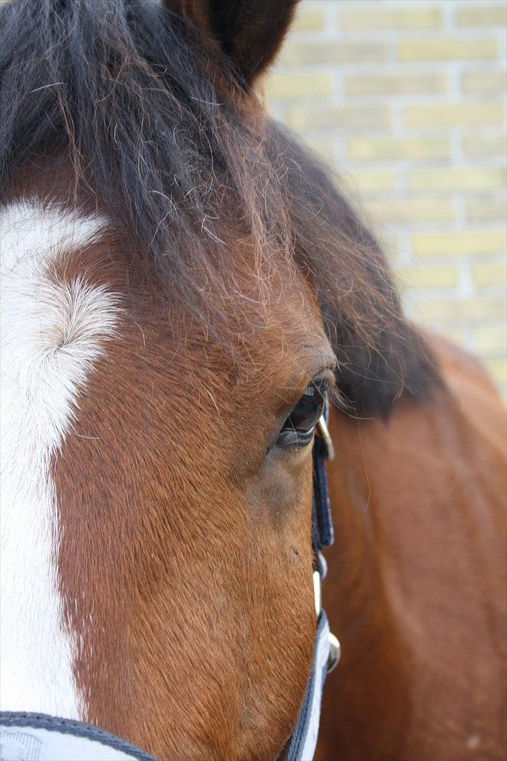 Anden særlig race Søndergårds Cavallie billede 5