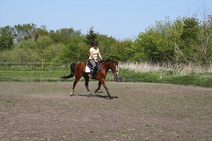 Anden særlig race Søndergårds Cavallie - Første gang jeg var oppe og prøve Cavallie :) billede 8