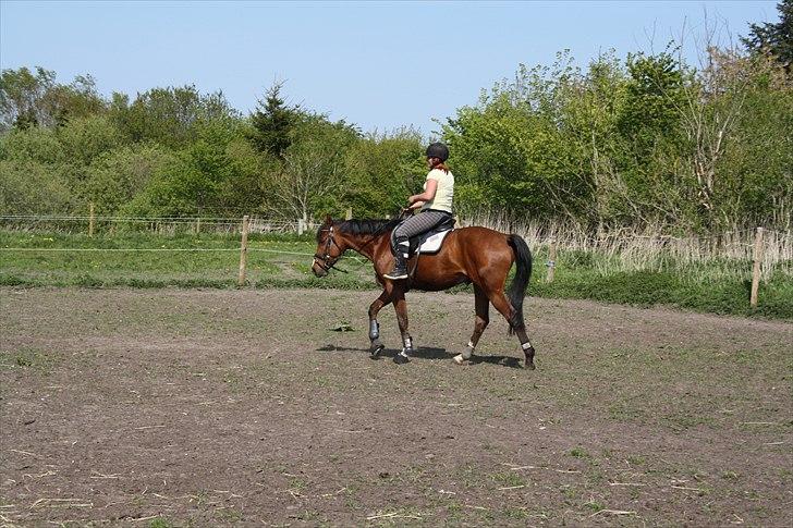 Anden særlig race Søndergårds Cavallie - Første gang jeg var oppe og prøve Cavallie :) billede 12