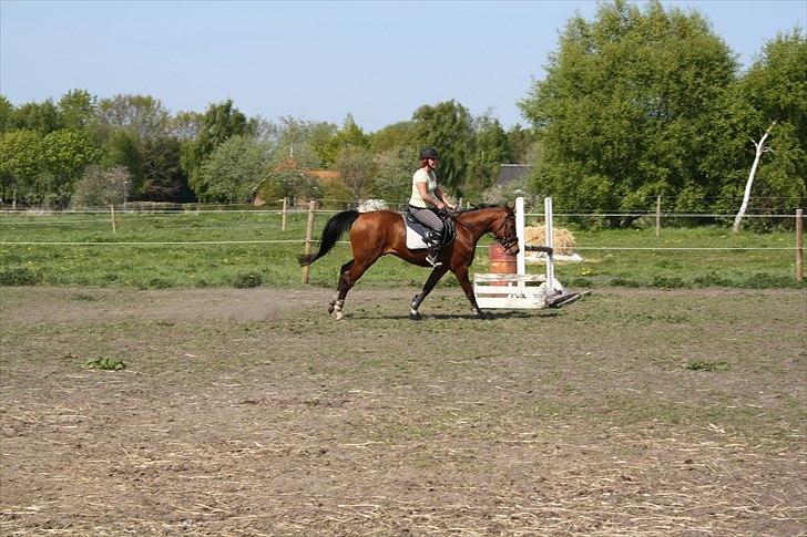 Anden særlig race Søndergårds Cavallie - Første gang jeg var oppe og prøve Cavallie :) billede 6