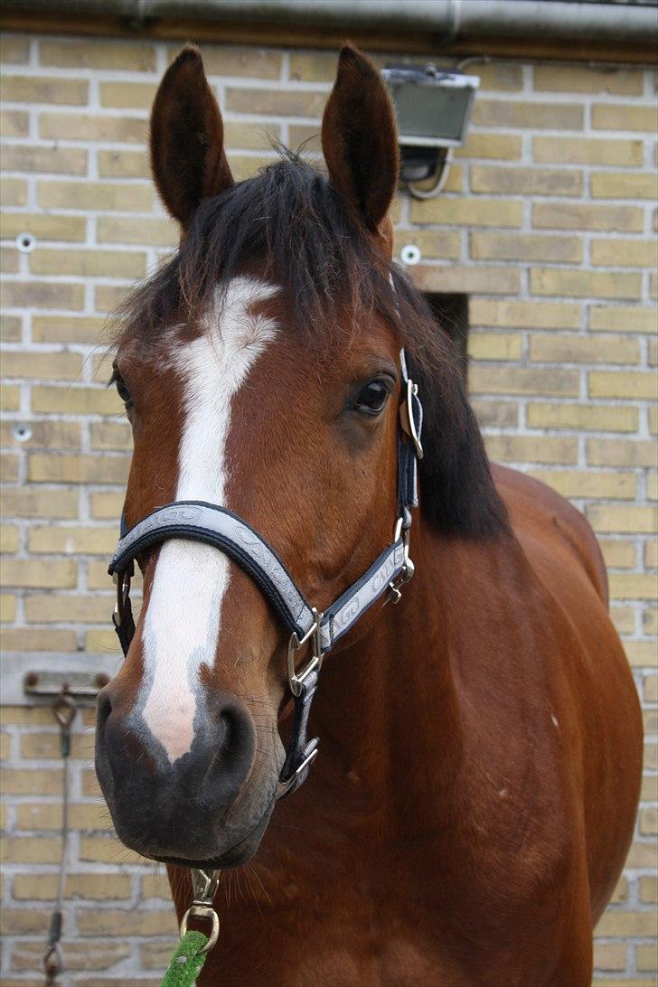 Anden særlig race Søndergårds Cavallie billede 13