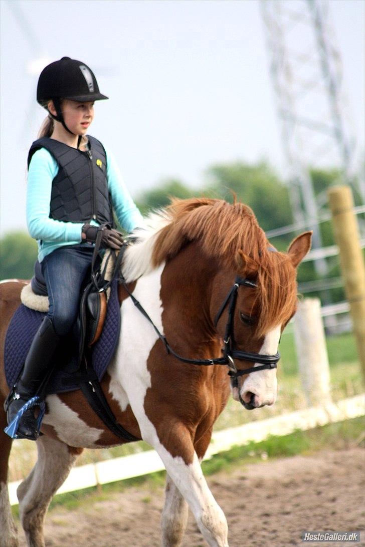 Anden særlig race Elmegårdens Sir Konrad<3 (solgt) billede 10