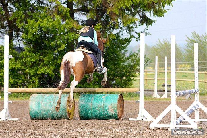 Anden særlig race Elmegårdens Sir Konrad<3 (solgt) billede 11