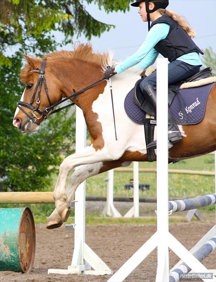 Anden særlig race Elmegårdens Sir Konrad<3 (solgt) billede 12