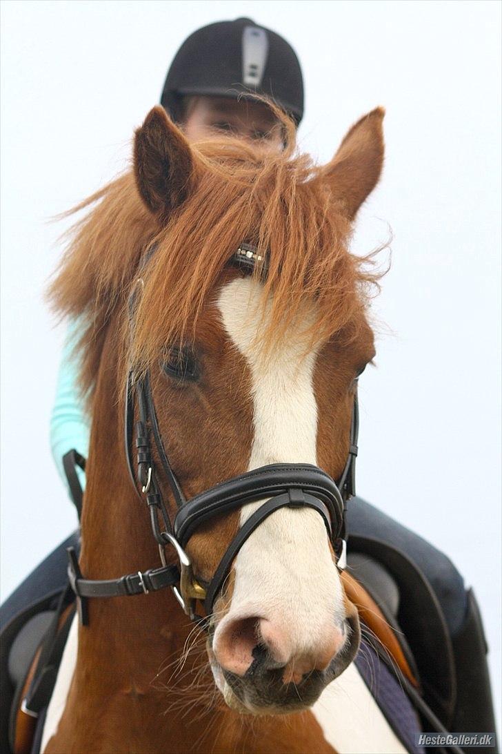 Anden særlig race Elmegårdens Sir Konrad<3 (solgt) billede 14