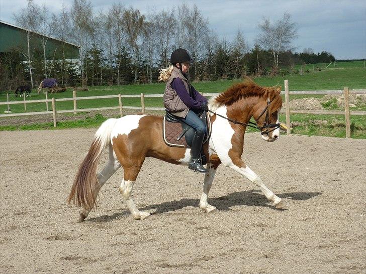 Anden særlig race Elmegårdens Sir Konrad<3 (solgt) billede 16