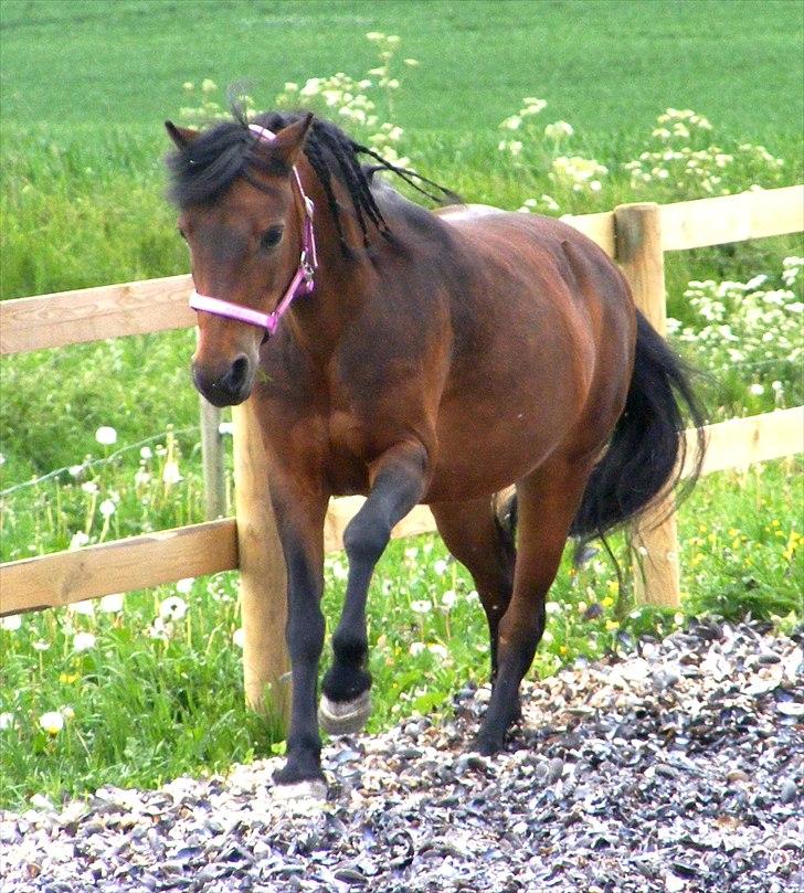 Dartmoor Disgo ronda - 30. maj 2011 billede 3