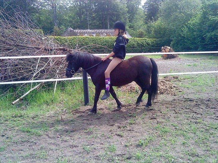 Anden særlig race Blackie billede 9