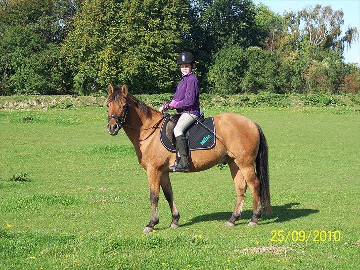 Anden særlig race Dosty - parade foto. mor billede 3