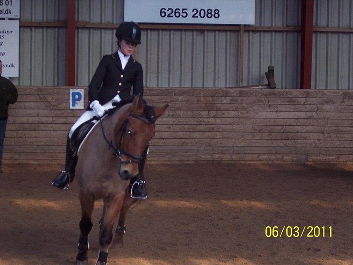 Anden særlig race Dosty - stævne smir opvarming foto: mor billede 4