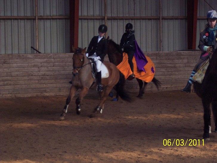 Anden særlig race Dosty - galop opvarming stævne smir foto: mor billede 5