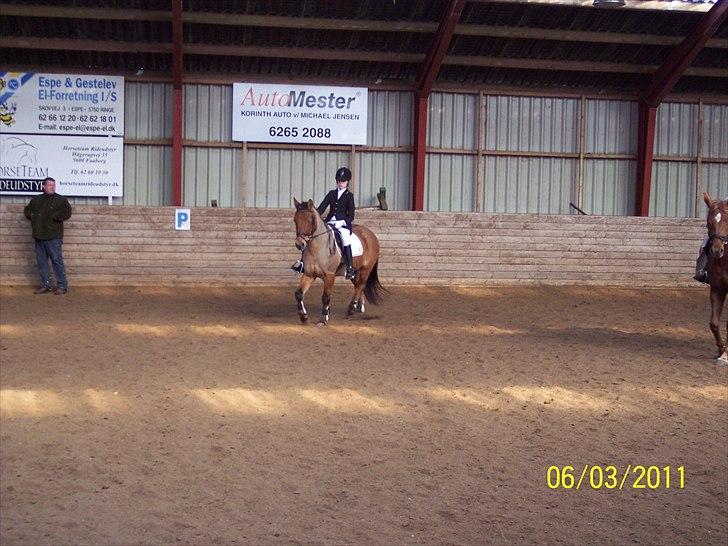 Anden særlig race Dosty - opvarmning stævne foto: m or billede 6