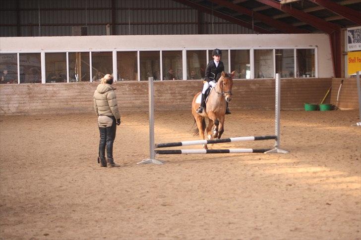 Anden særlig race Dosty - spring til stævne billede 8