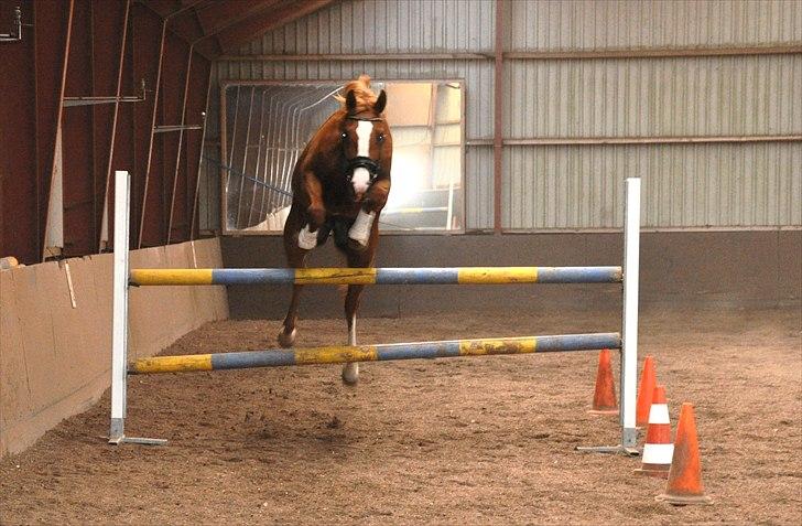 Dansk Varmblod Mae Blossom  - Første gang hun løssprang hos mig. billede 2