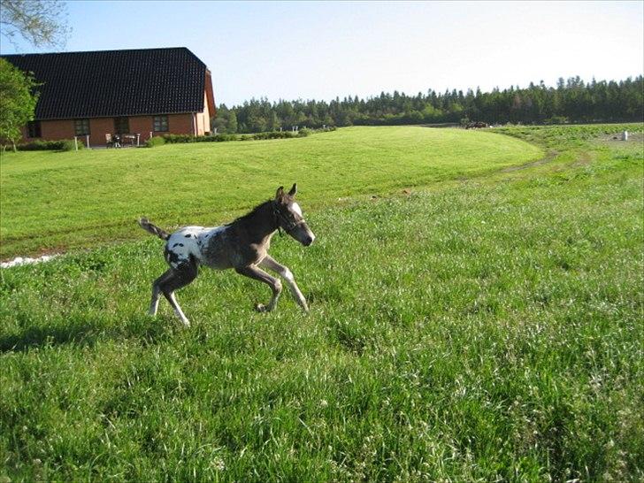 Knabstrupper Antoli´s Lynet billede 21