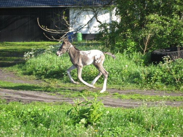 Knabstrupper Antoli´s Lynet billede 7