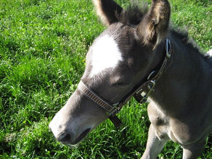 Knabstrupper Antoli´s Lynet billede 8