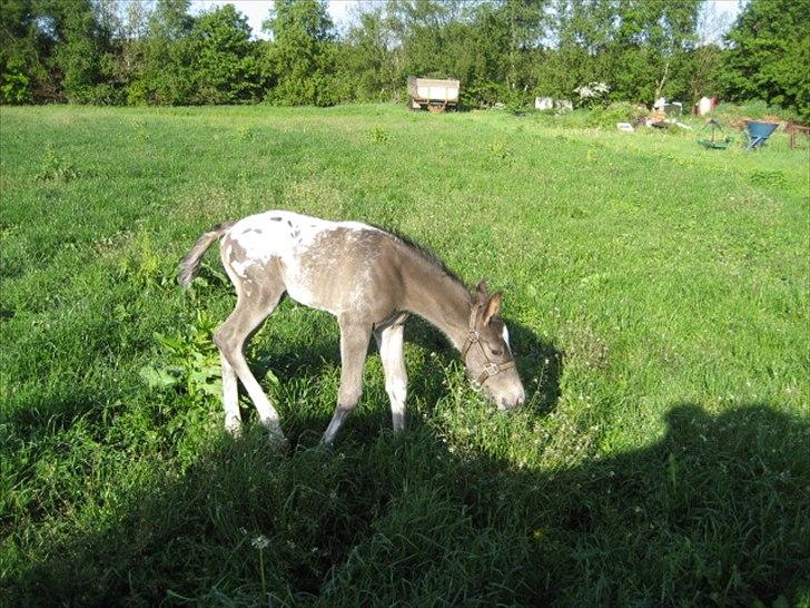 Knabstrupper Antoli´s Lynet billede 9