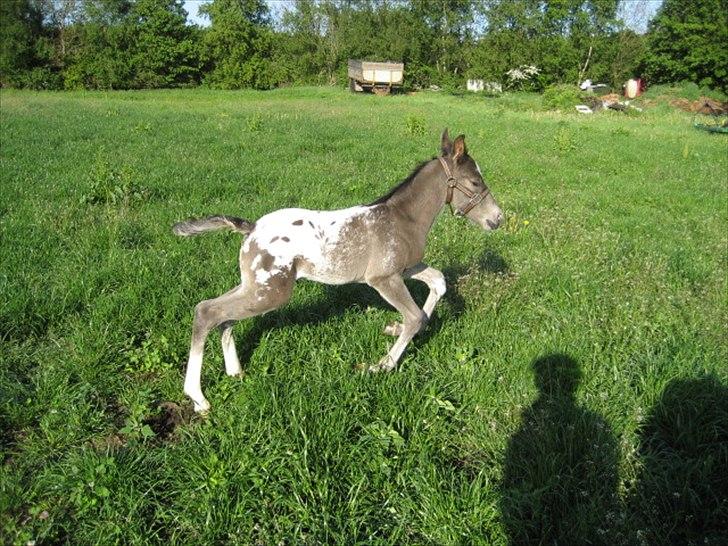 Knabstrupper Antoli´s Lynet billede 10