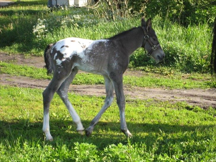 Knabstrupper Antoli´s Lynet billede 12