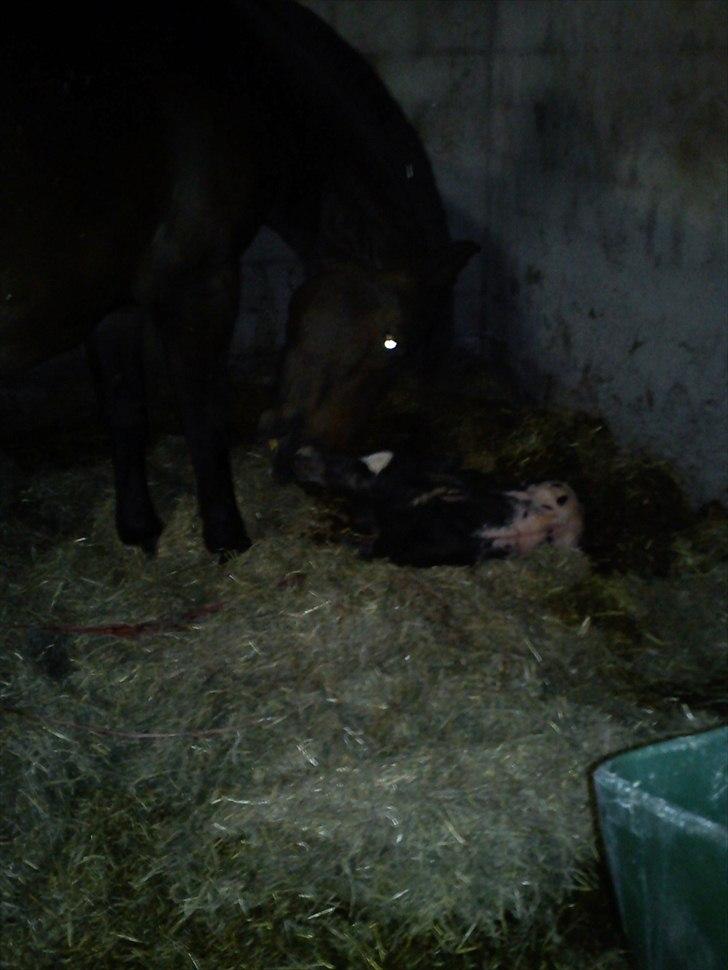 Knabstrupper Antoli´s Lynet - lige født :) billede 13