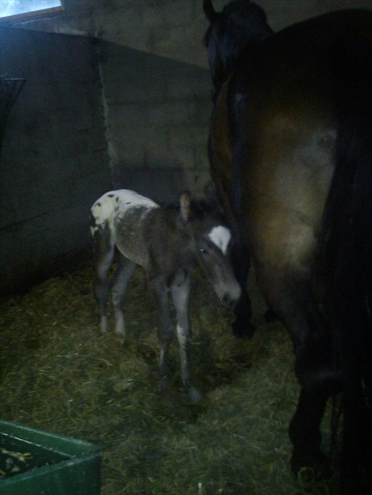 Knabstrupper Antoli´s Lynet - et døgn gammel billede 16