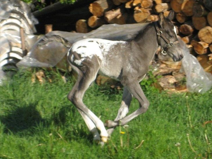 Knabstrupper Antoli´s Lynet billede 17