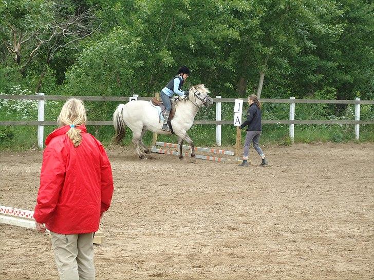 Fjordhest Filur <3 - vi skulle ikke over alligevel :) kom over alle de andre gange ;) billede 3