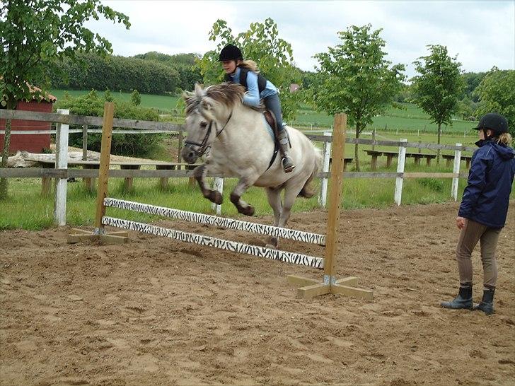 Fjordhest Filur <3 - :) billede 4