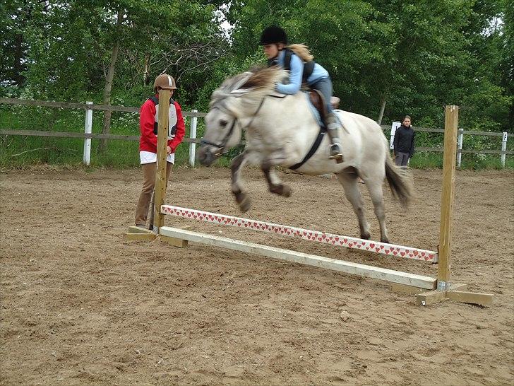 Fjordhest Filur <3 - han er fanme go til at springe! billede 2