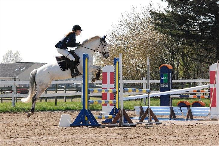 New Forest Rødtjørns Bellis *tidligere hest* - Only with you i can fly... helsinge - la billede 17