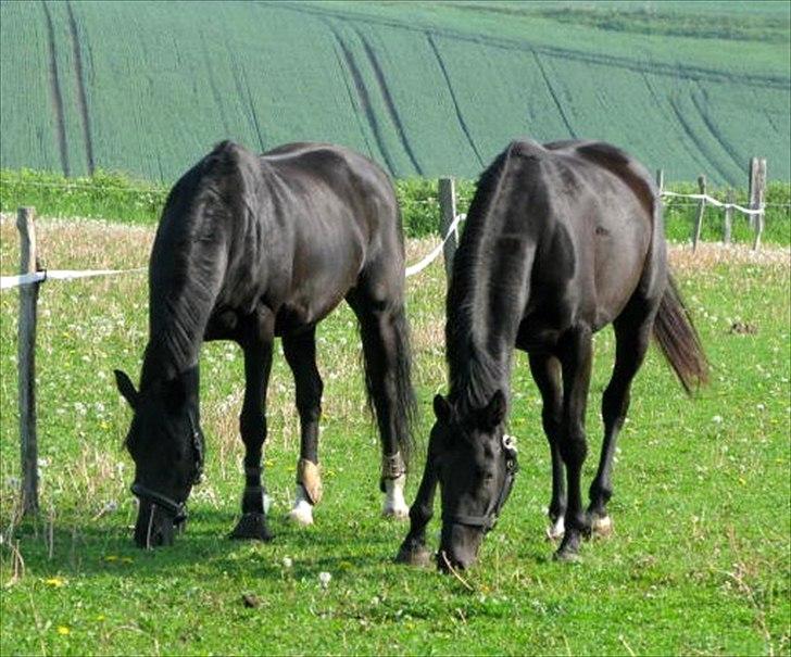 Trakehner Medina billede 15