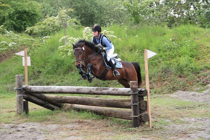 Connemara Camellia B-pony - Cncp90 3. plads havde været 1. plads hvis hun ikke havde været så hidsig så vi ikke havde revet den ene bom. Sølv til hold DM.  billede 7