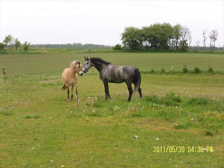 Holstener Magic Ghost  - Er lige kommet på fold for første gang efter 4 timer i trailer.. fra d. 30/5-2011 billede 5