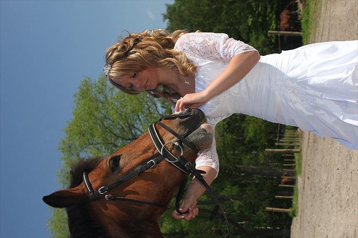 Hollandsk Sportspony Fjoery *solgt* - Konfirmation <3 billede 11